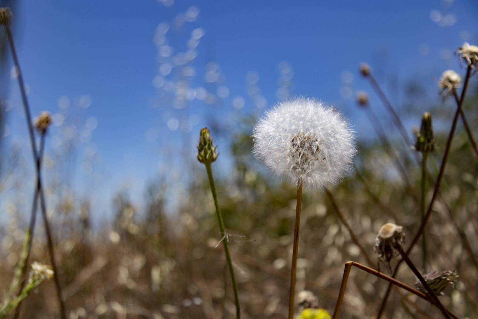 Canon EOS 6D + Canon EF 24-105mm F4L IS USM sample photo. Dandelion, desert, plants photography