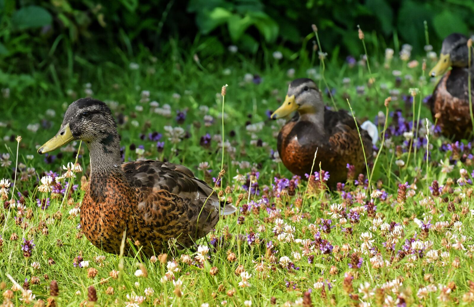 Nikon D7200 sample photo. Ducks march, mallards, waterfowl photography