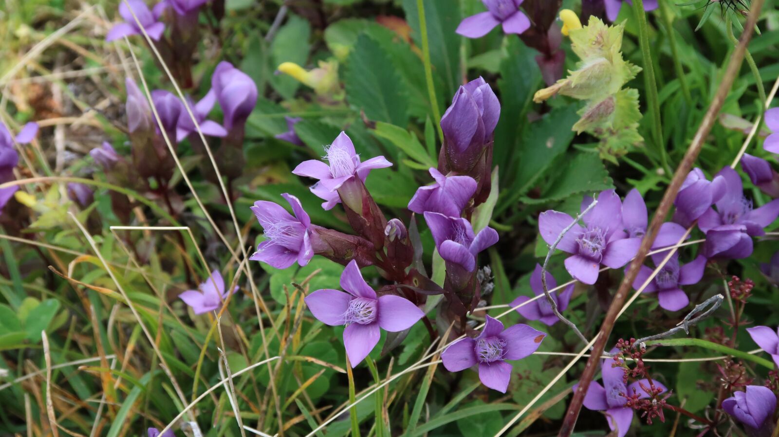 Canon PowerShot G7 X Mark II sample photo. Flowers, suisse, rochers-de-naye photography