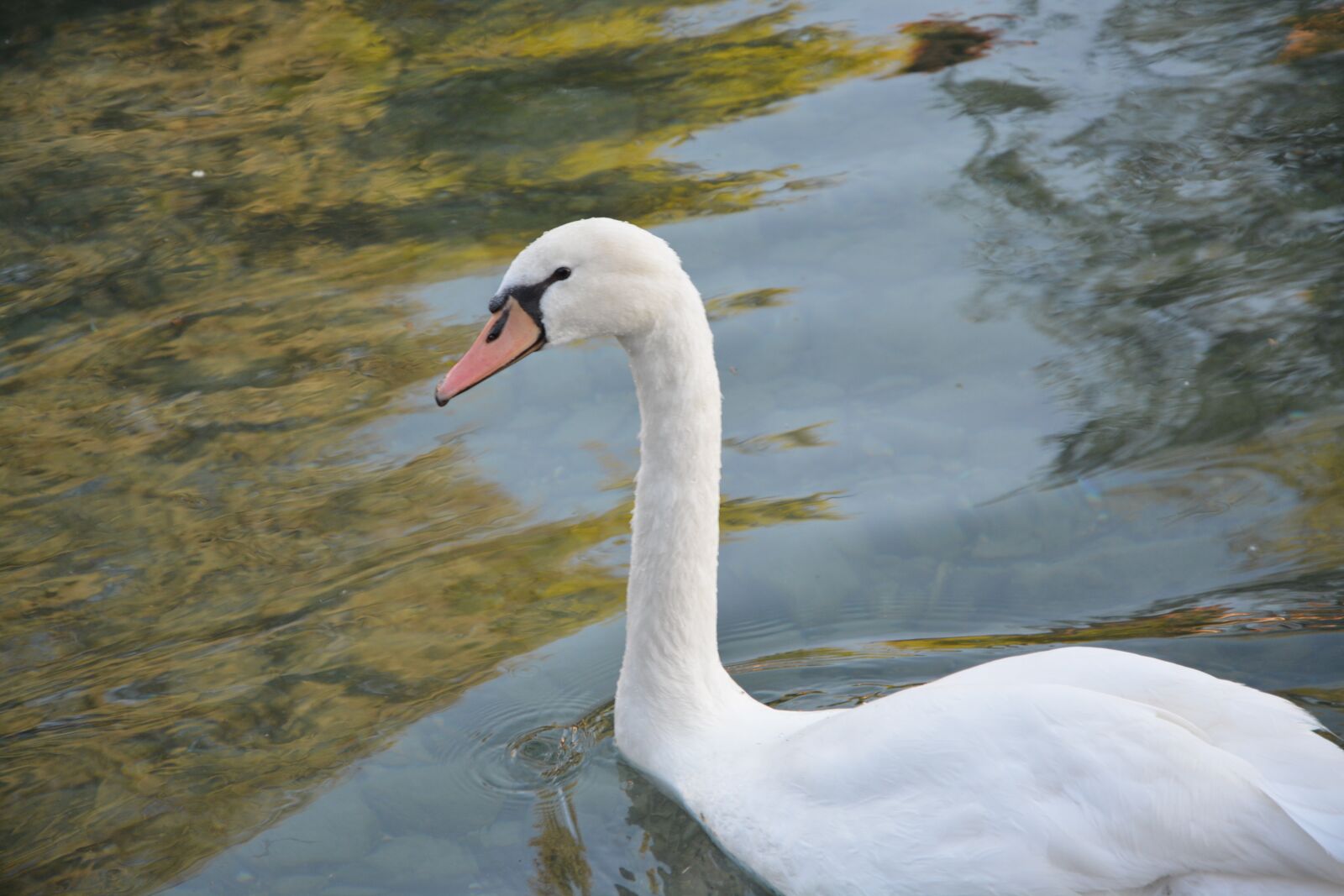Nikon D5200 sample photo. Swan, majestic, feathers photography