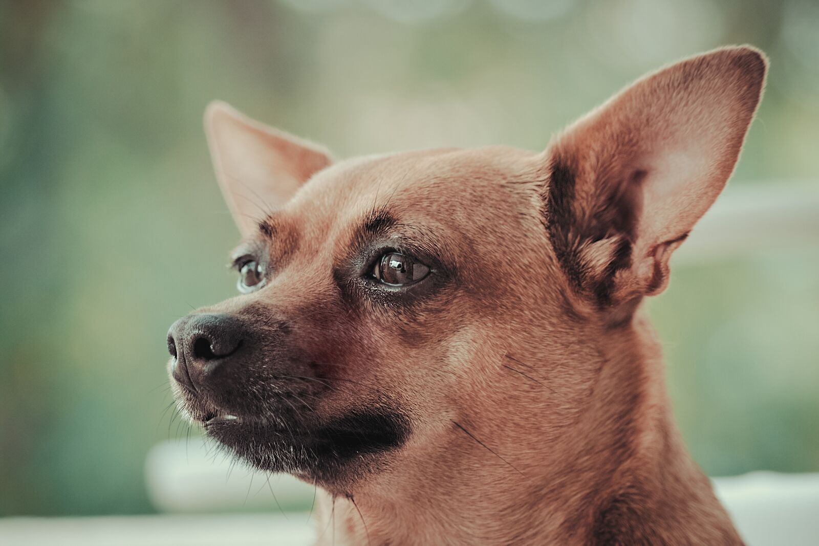 Canon EOS 1300D (EOS Rebel T6 / EOS Kiss X80) sample photo. Pincher, dog, animal photography