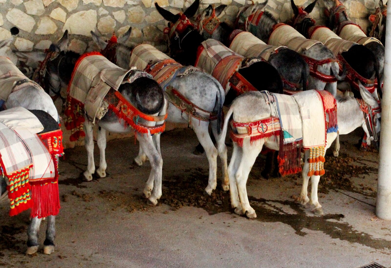 Canon EOS 7D sample photo. Burros, donkey, beast of photography