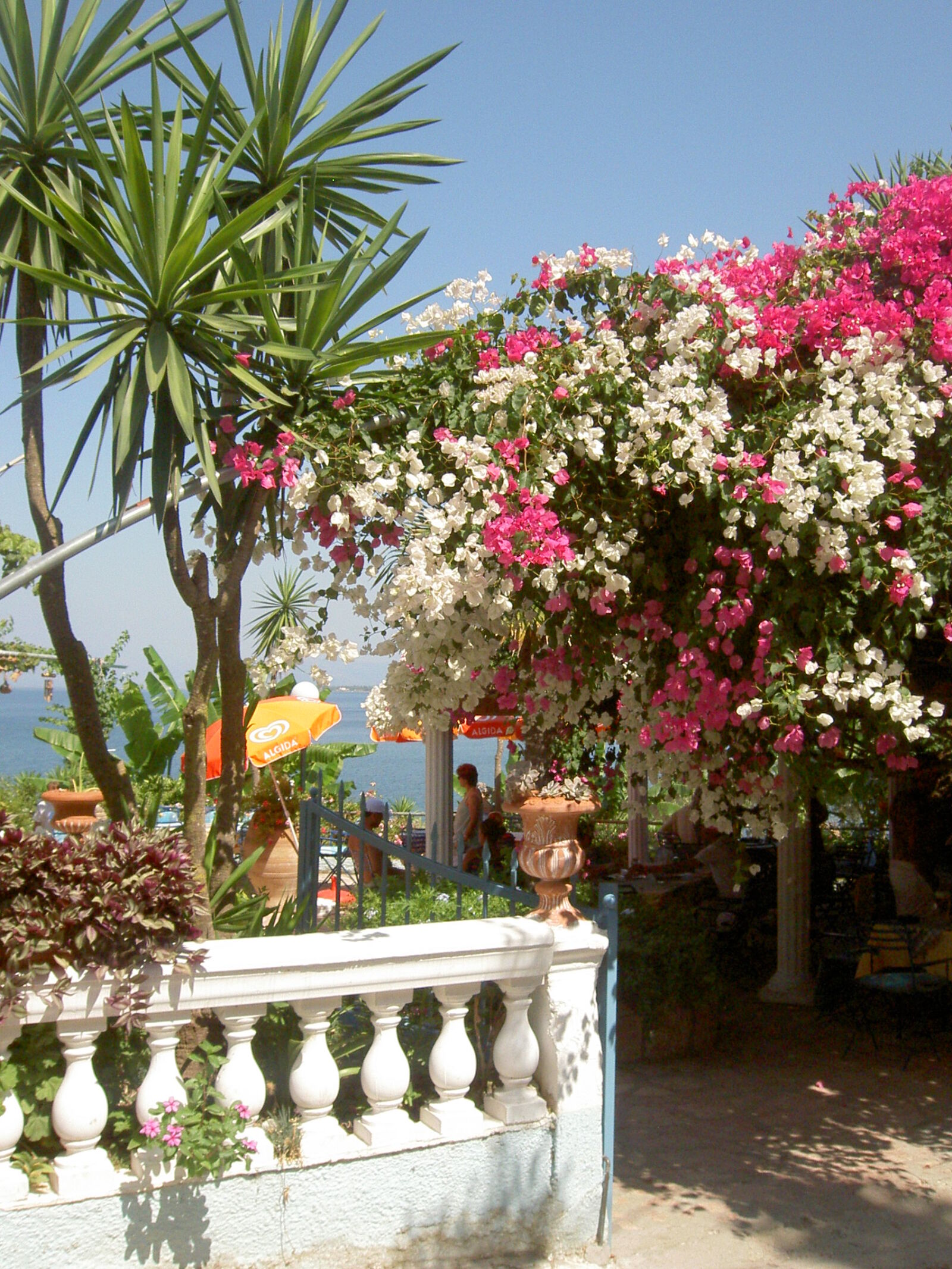 KONICA MINOLTA DiMAGE G400 sample photo. Flowers, greece, landscape, nature photography