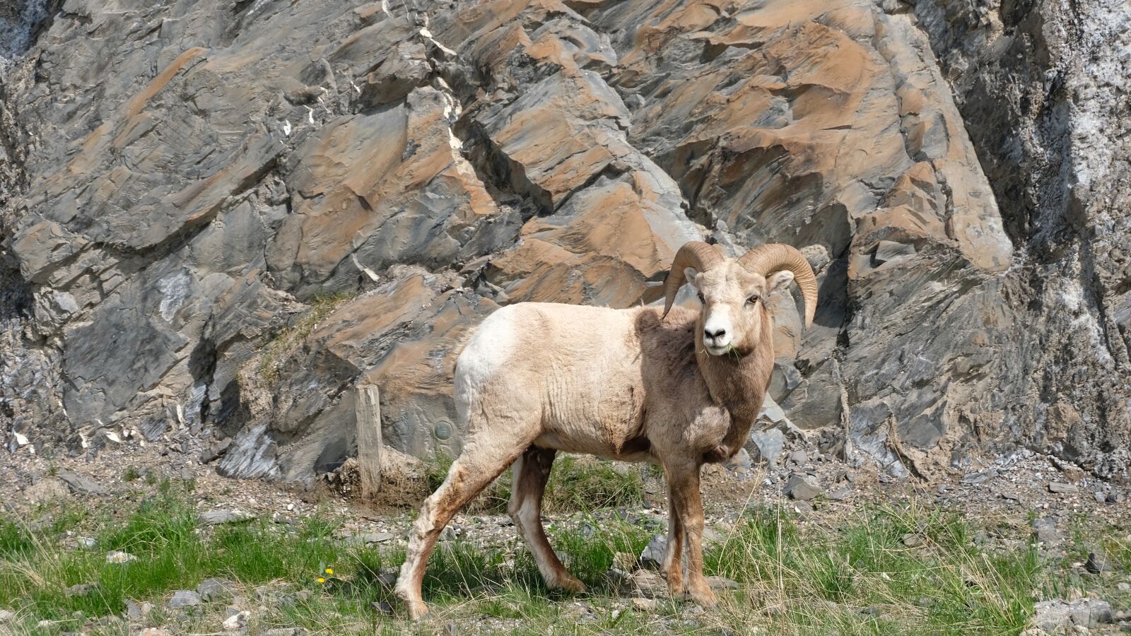 Fujifilm X-T20 + Fujifilm XC 16-50mm F3.5-5.6 OIS II sample photo. Sheep, canada, road trip photography