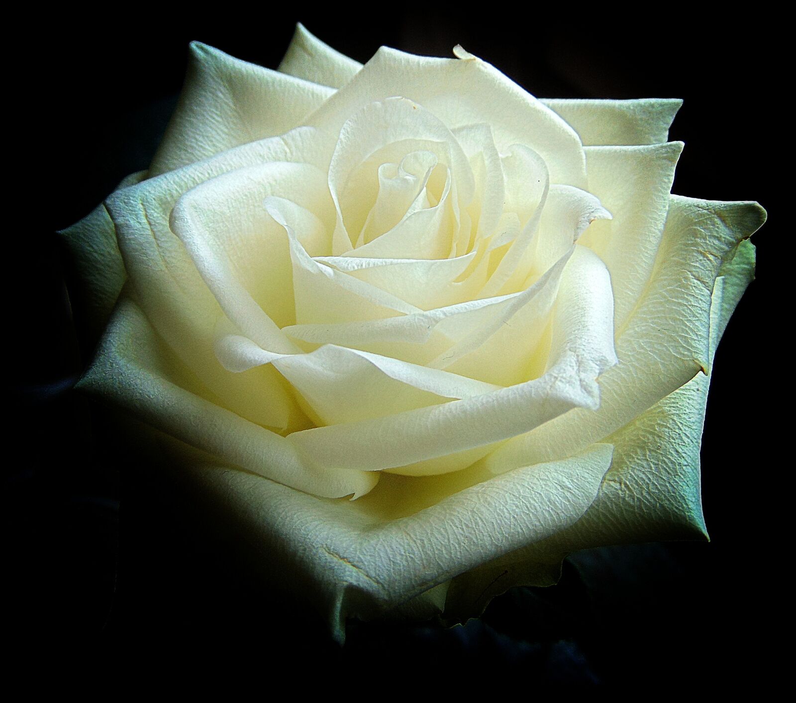 Sony Cyber-shot DSC-H300 sample photo. White rose, blossom, bloom photography