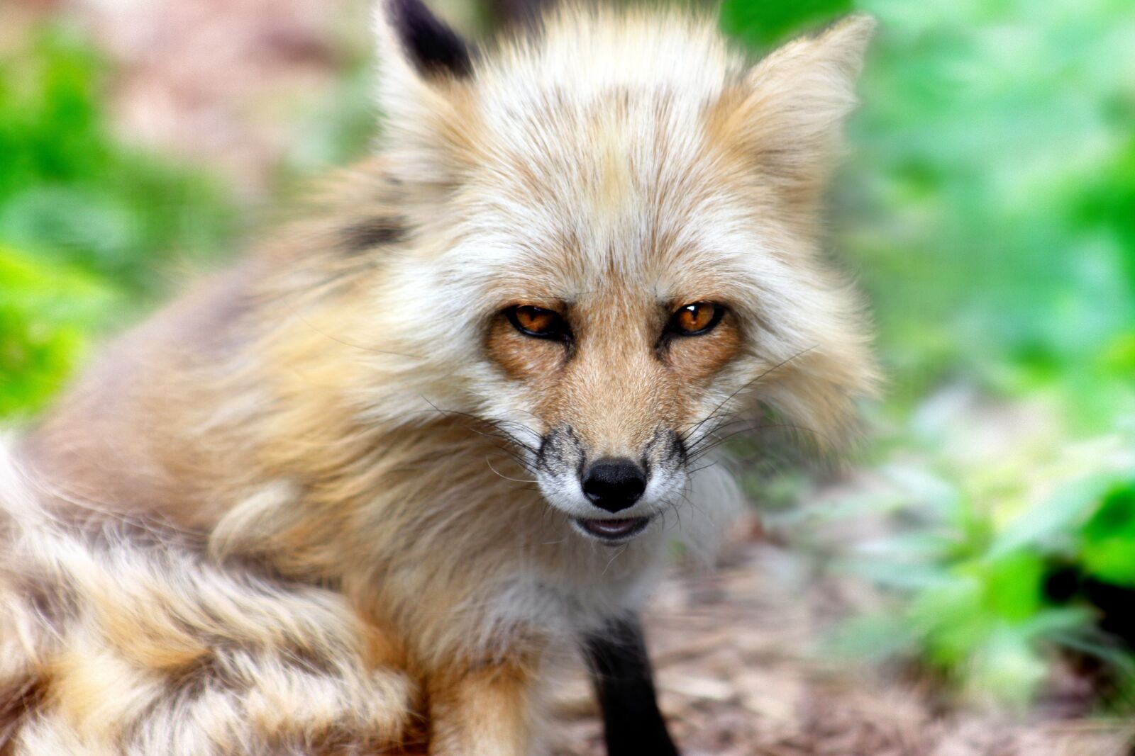 Canon EOS 50D sample photo. Fox, animal, mammal photography