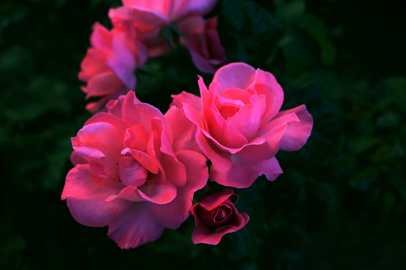 Canon EOS 700D (EOS Rebel T5i / EOS Kiss X7i) sample photo. Rose, flower, flowers photography