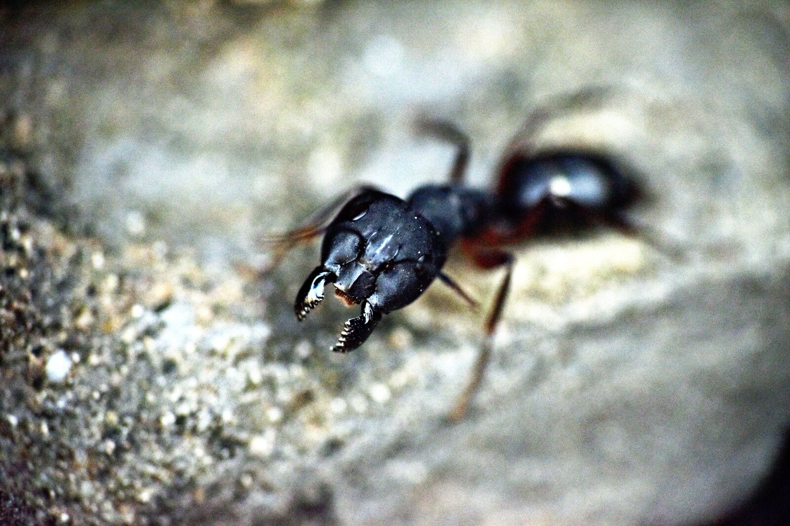 Nikon D5600 sample photo. Black ant, claws, mandibles photography