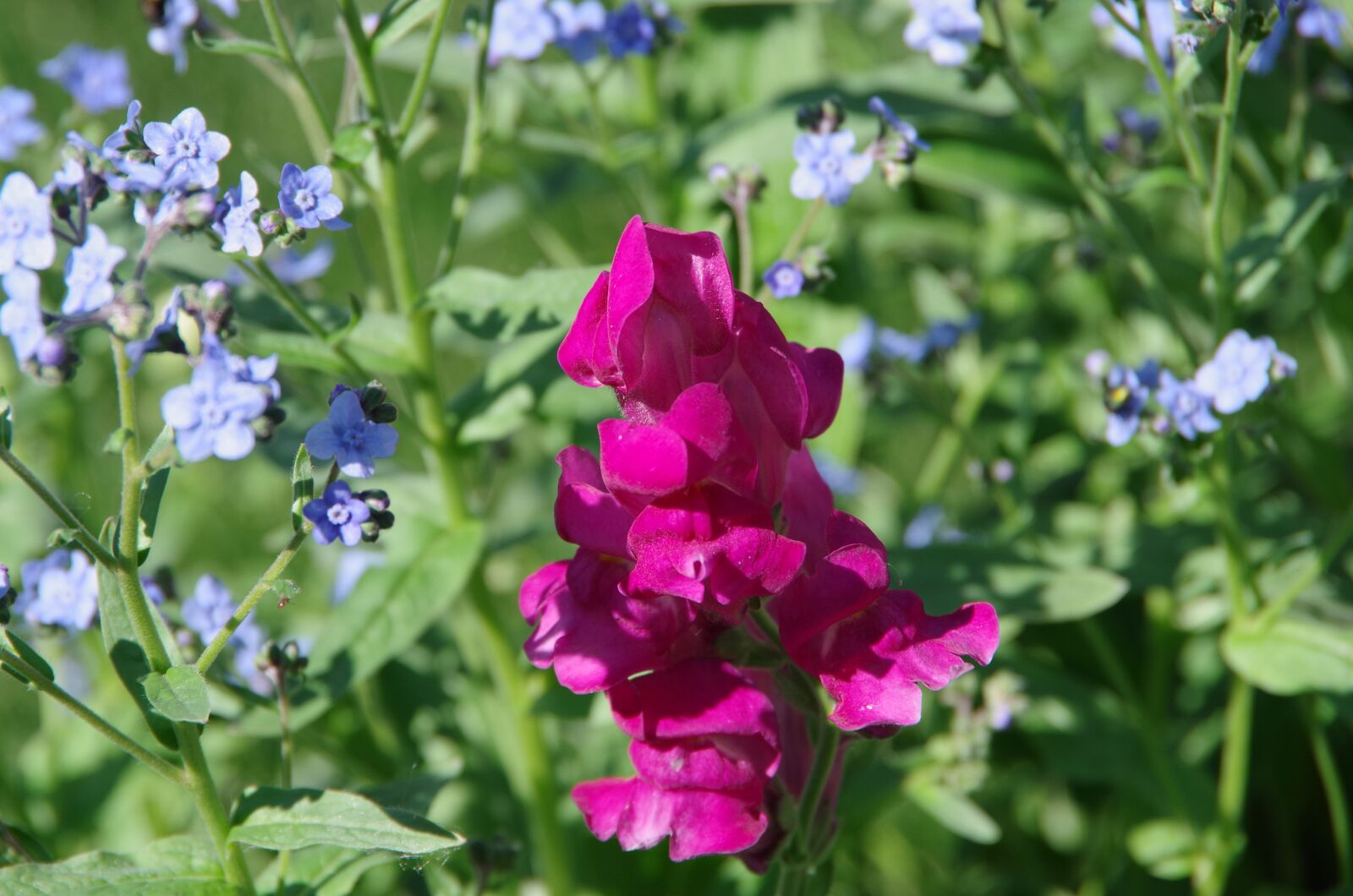 Pentax K-70 sample photo. Snapdragon, forget-me-not, flowers photography