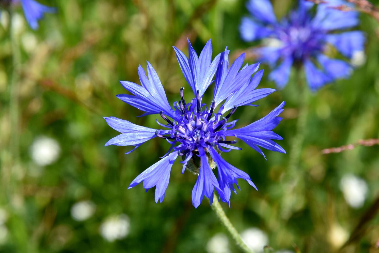 Nikon D7200 sample photo. Cornflower, wildflowers, flower photography