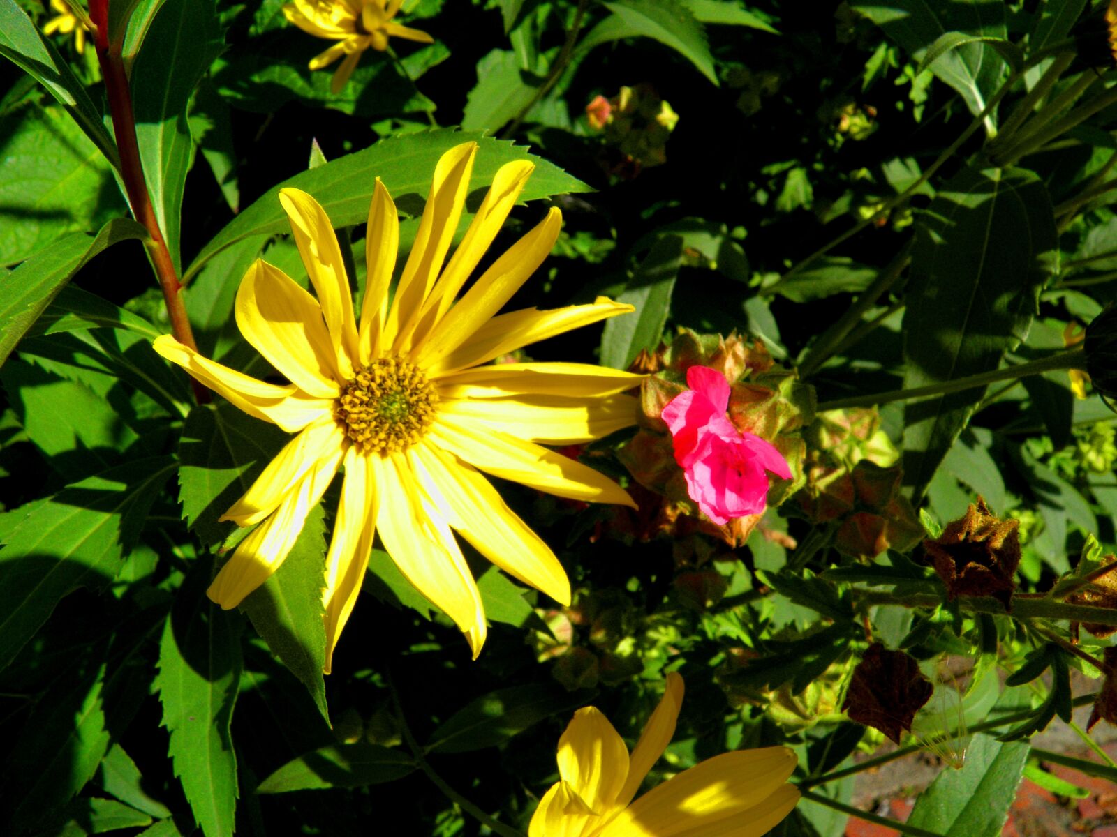 Olympus SP800UZ sample photo. Detail, flower, nature photography