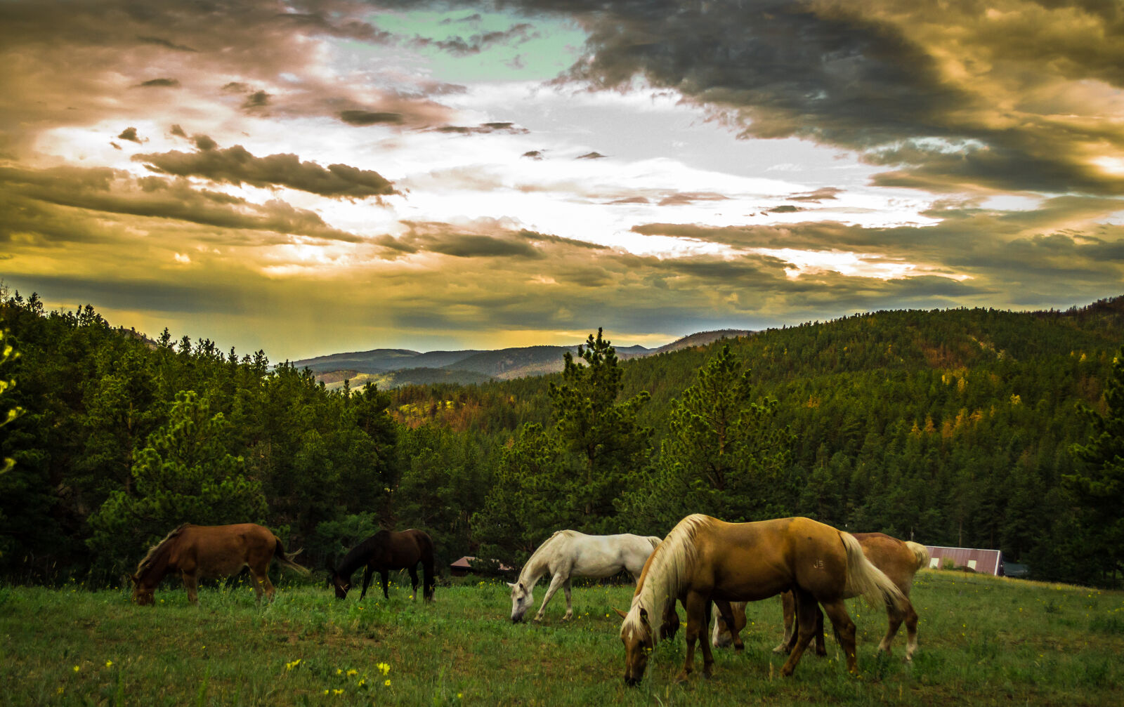 Nikon D3100 sample photo. Landscape, mountains, nature, horses photography