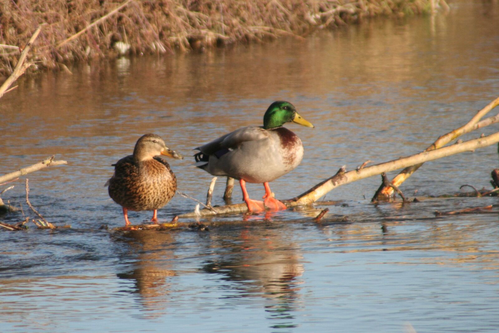 Canon EOS 350D (EOS Digital Rebel XT / EOS Kiss Digital N) sample photo. Ducks, male, female photography