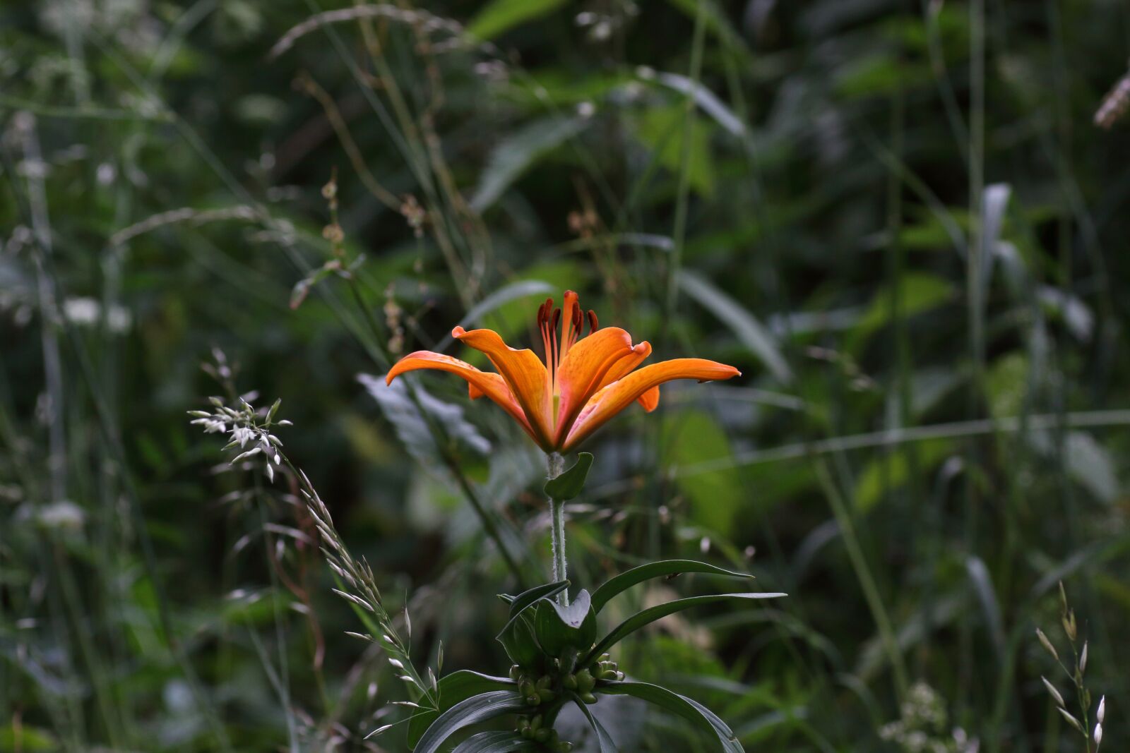 Canon EOS 50D sample photo. Flower, blume, blüte photography