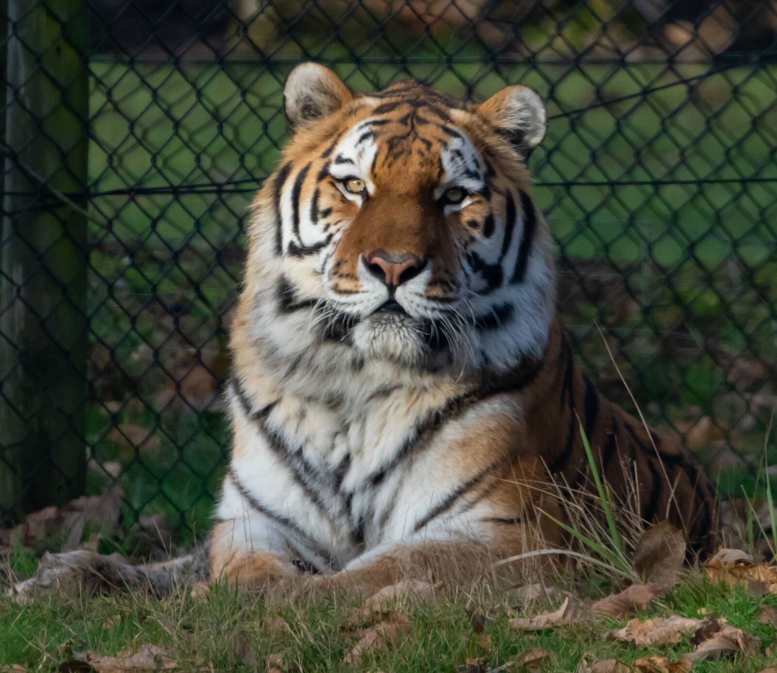 Canon EOS 7D Mark II sample photo. Amur tiger, tiger, burning photography