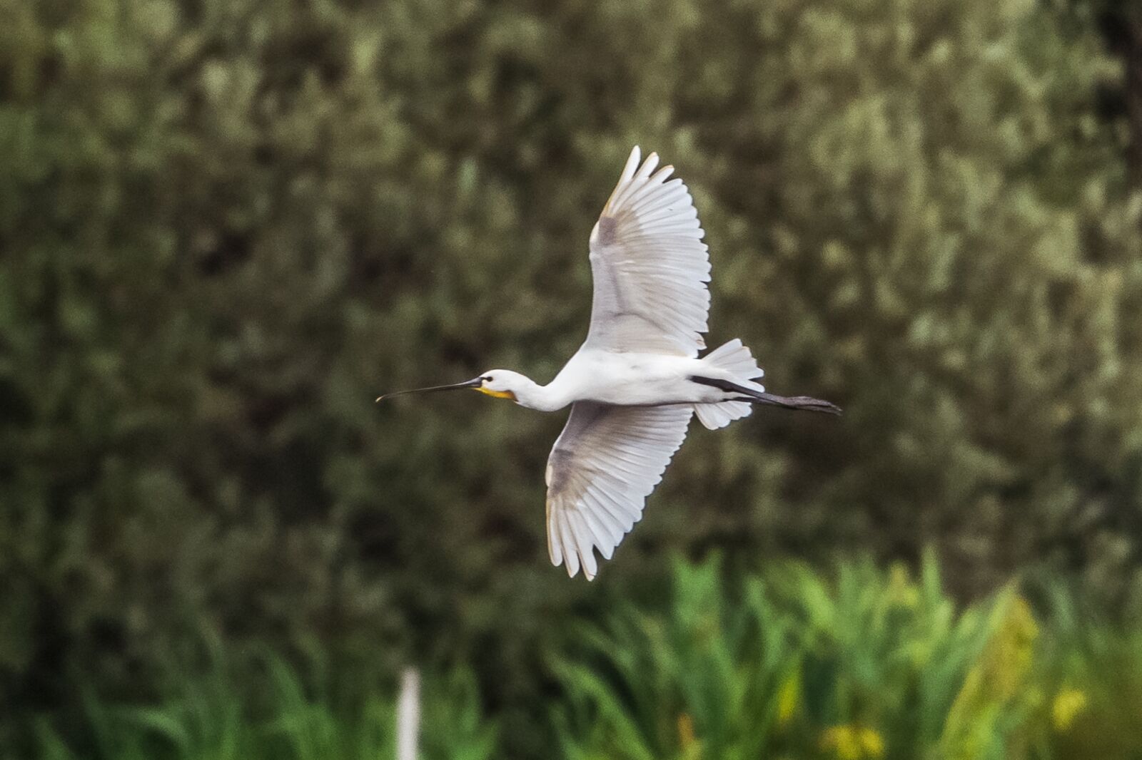 Nikon D750 sample photo. Spoonbill, bird, nature photography