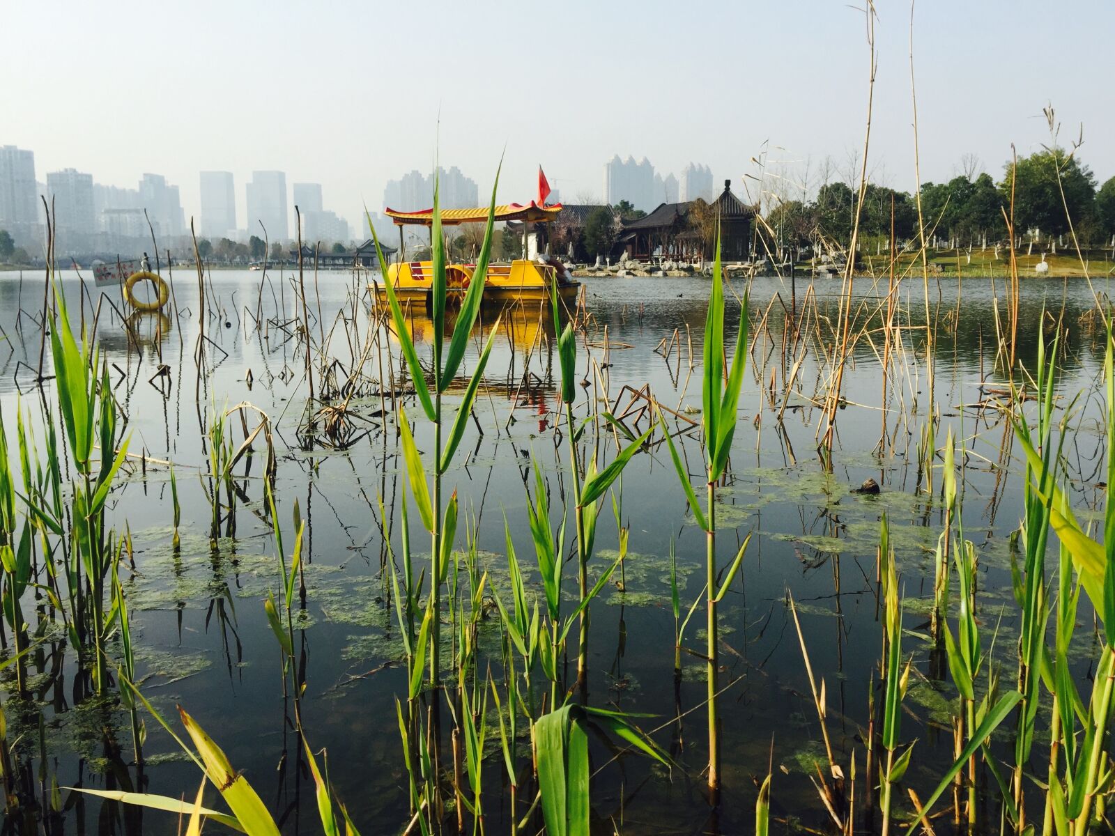 iPhone 6 Plus back camera 4.15mm f/2.2 sample photo. Wuhan, sand lake park photography