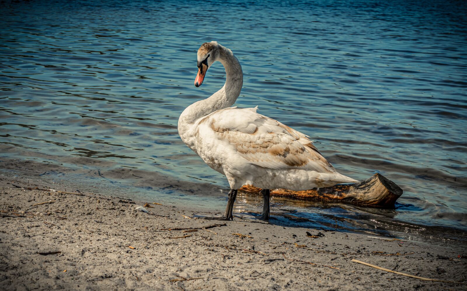 Sony a7 II + Sony FE 28-70mm F3.5-5.6 OSS sample photo. Swan, water, lake photography