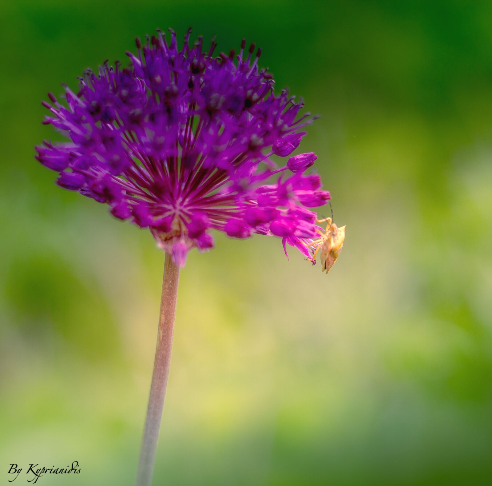 Canon EOS 60D + Canon EF 50mm F1.8 II sample photo. Flower, purple, nature photography