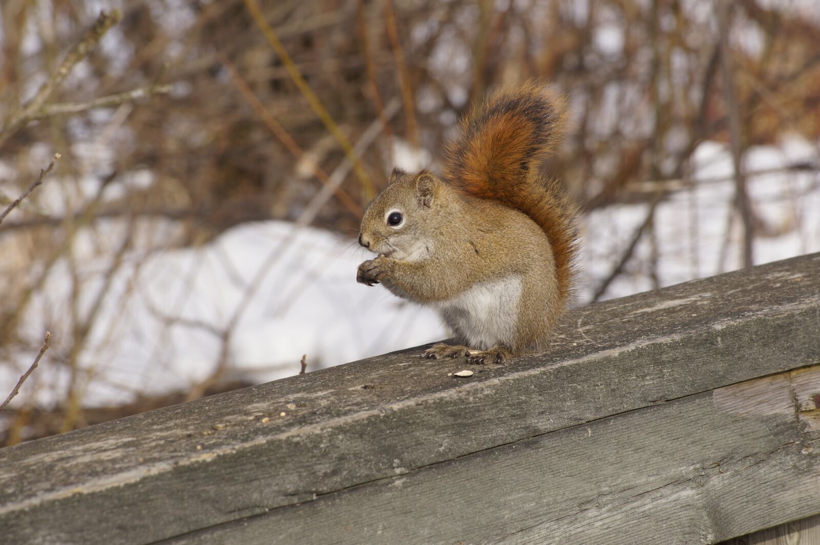 Sony DT 55-200mm F4-5.6 SAM sample photo. Squirrel, cute, nature photography