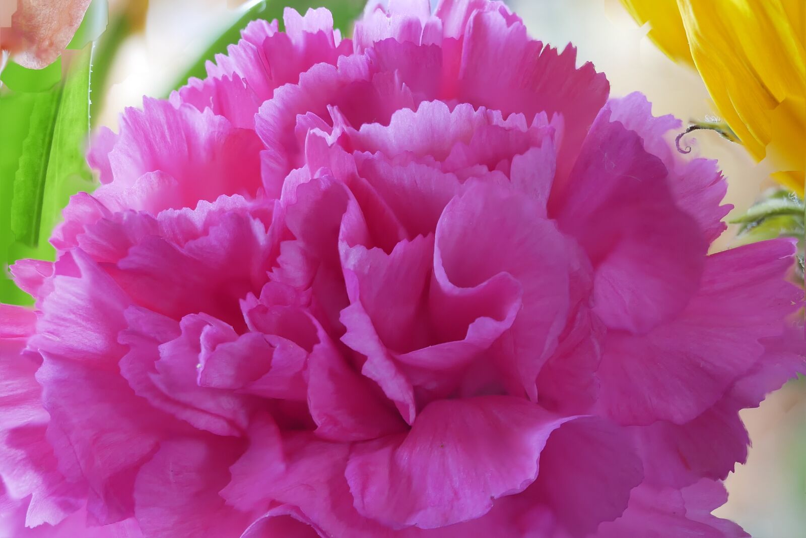 Panasonic Lumix DMC-G85 (Lumix DMC-G80) sample photo. Flower, carnation, pink photography