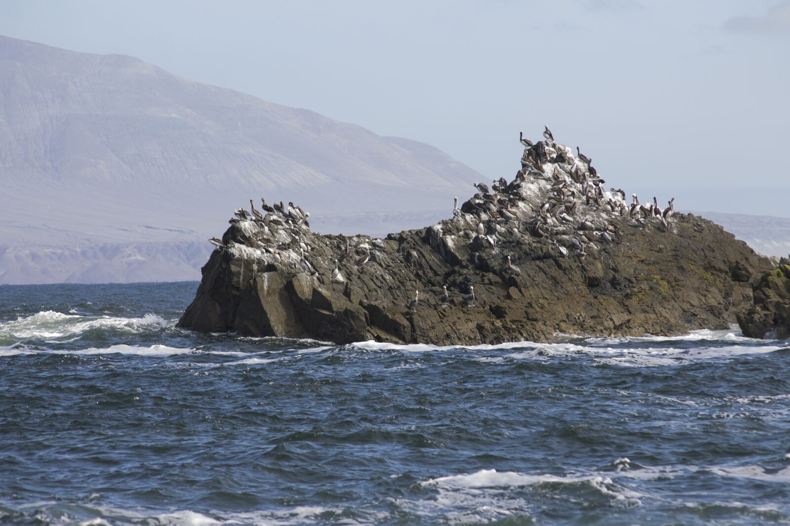 Canon EOS 1100D (EOS Rebel T3 / EOS Kiss X50) sample photo. Birds, rocks, coast photography