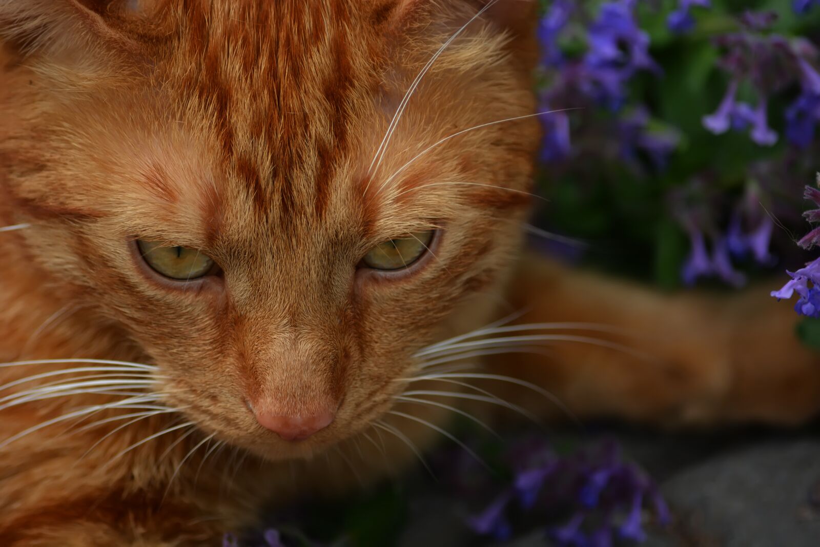 Nikon D5200 sample photo. Winnie the pooh, cat photography