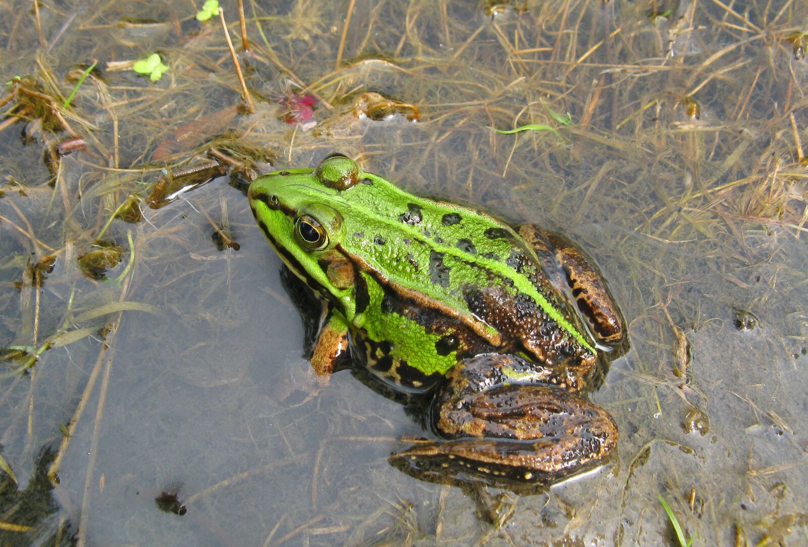 Canon POWERSHOT A720 IS sample photo. Frog, toad, swamp photography