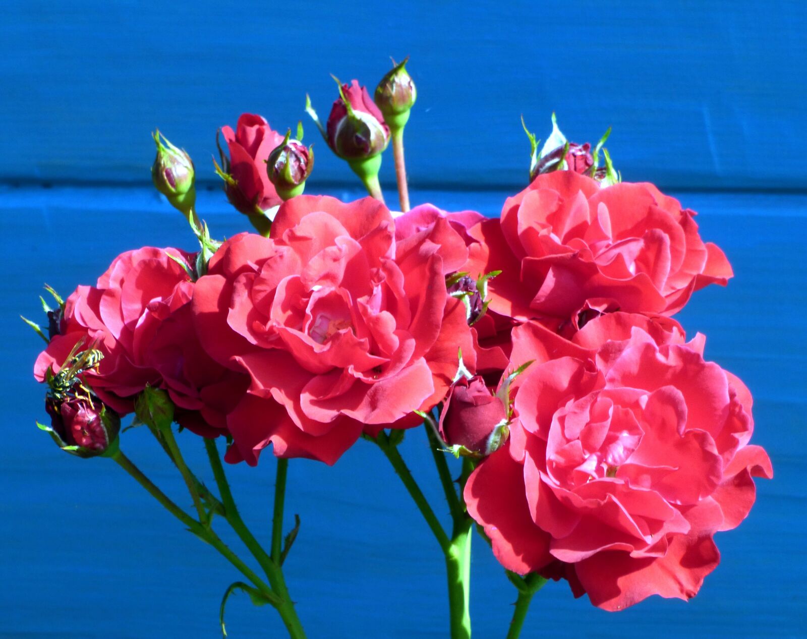 Panasonic DMC-FZ72 sample photo. Flowers, roses, rosebush photography