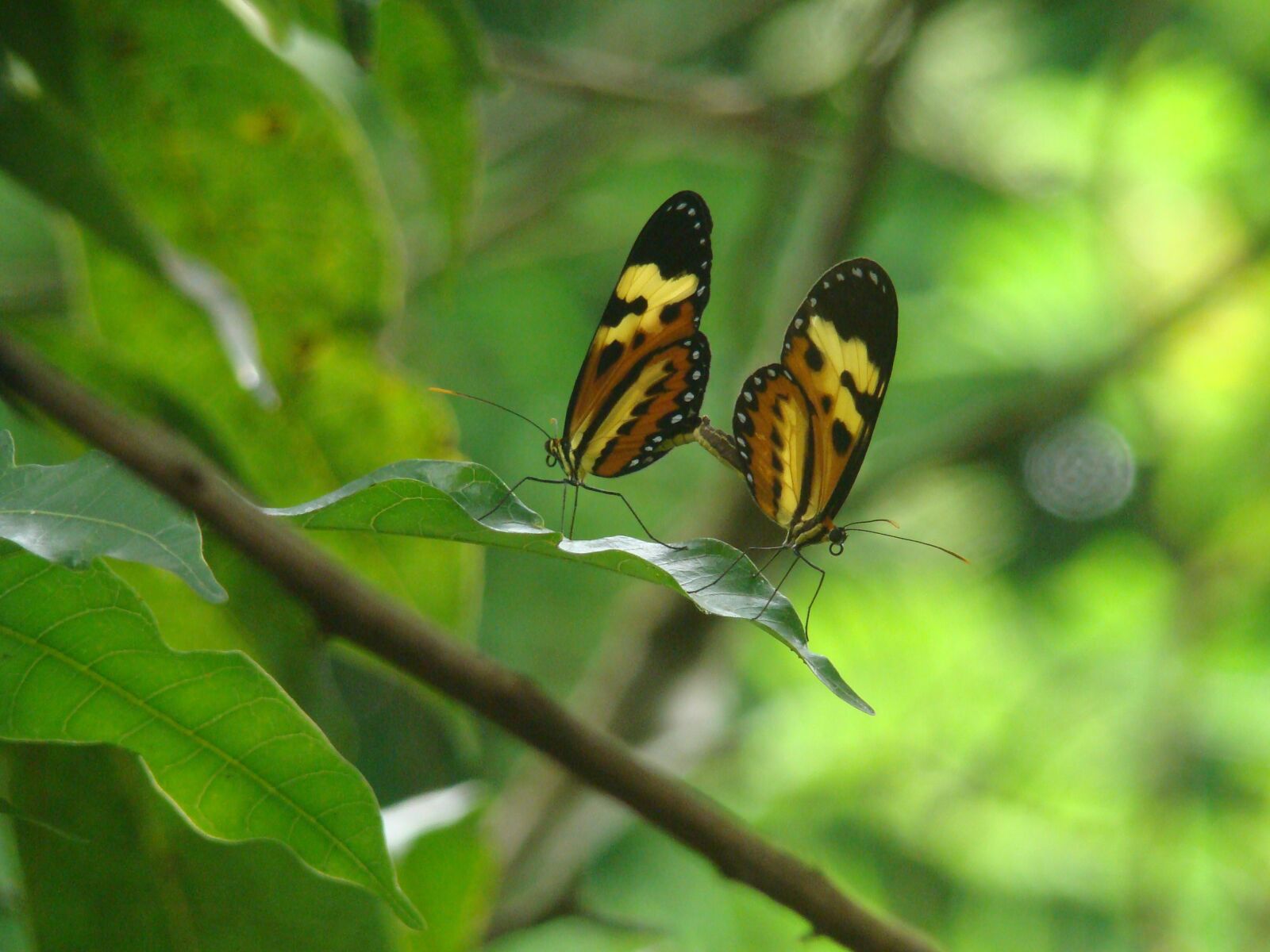 Sony DSC-H9 sample photo. Nature, butterfly, insect photography