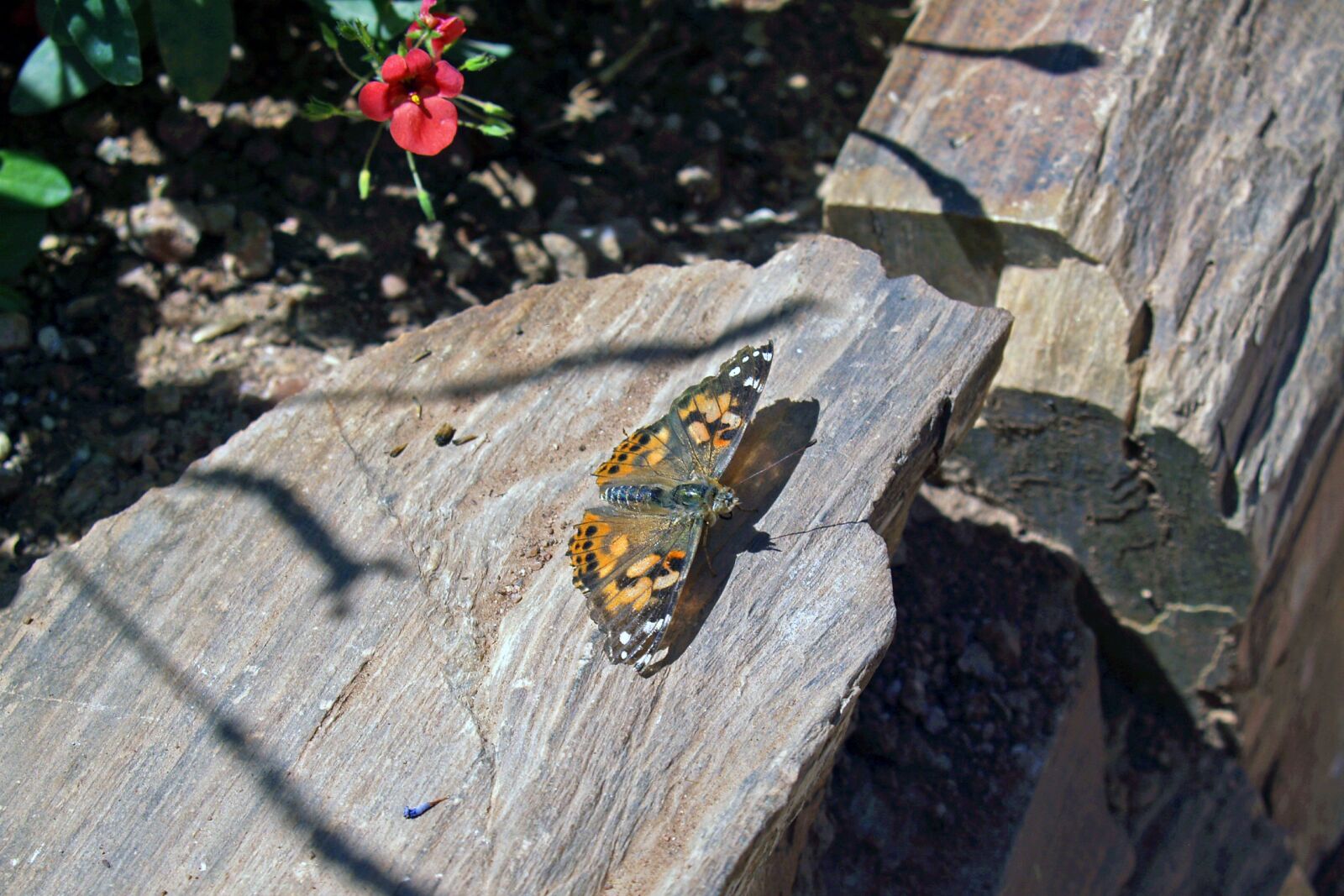 Olympus E-330 (EVOLT E-330) sample photo. Butterfly, rock, nature photography