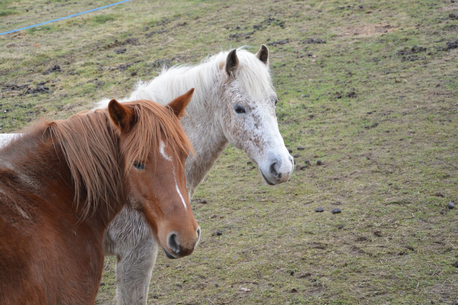 Nikon D5200 sample photo. Horses, mare, horse photography