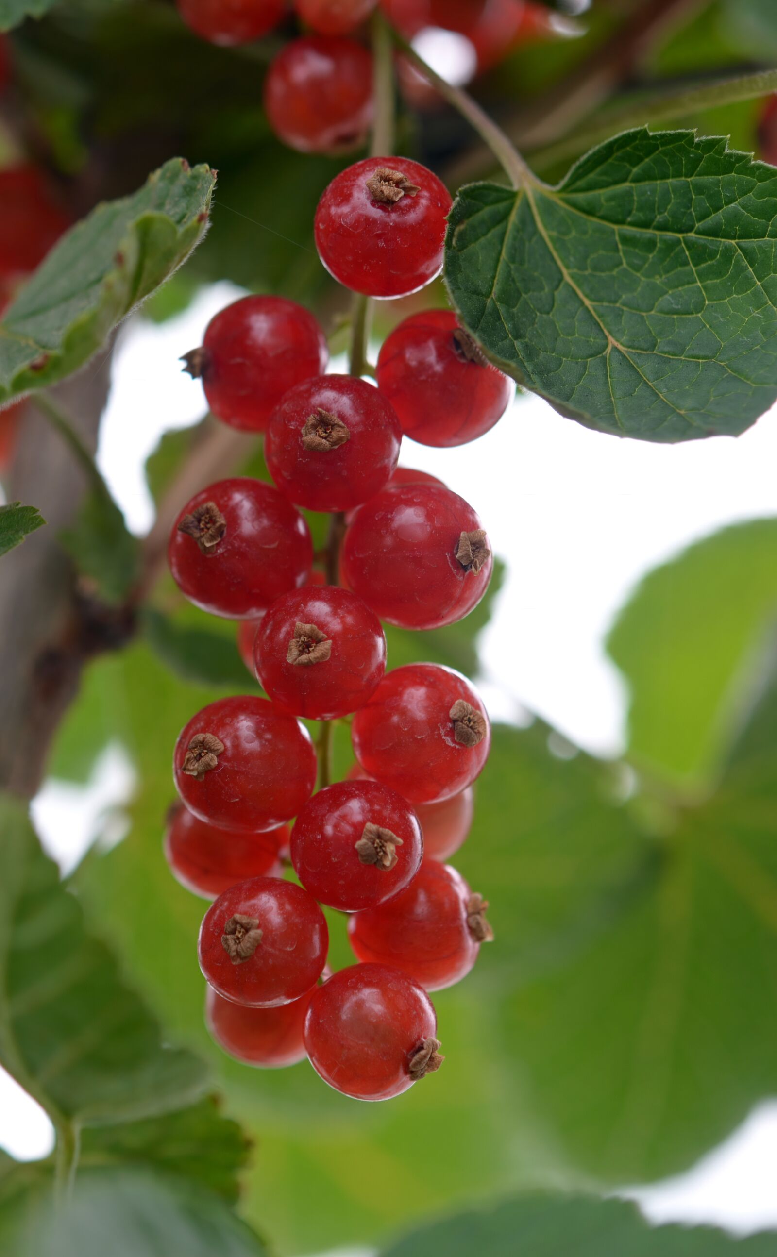 Nikon D4 sample photo. Currant, currants, berries photography