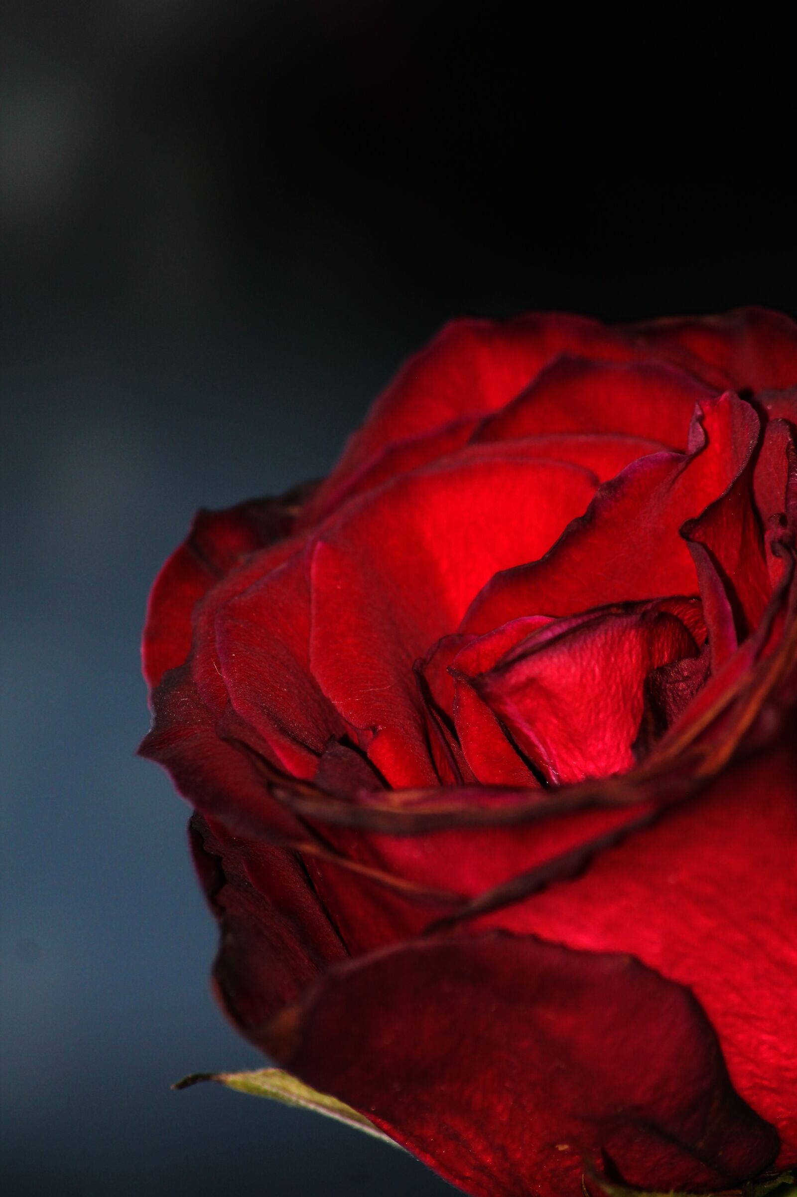Canon EOS 1100D (EOS Rebel T3 / EOS Kiss X50) sample photo. Rose, dark, red photography