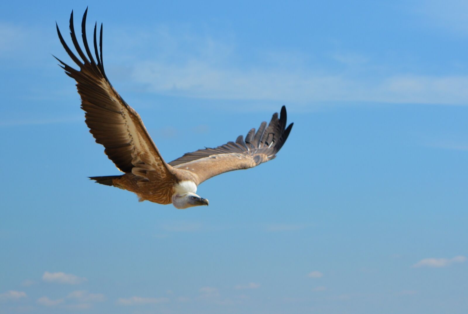 Nikon D5200 sample photo. Bird, animal world, nature photography