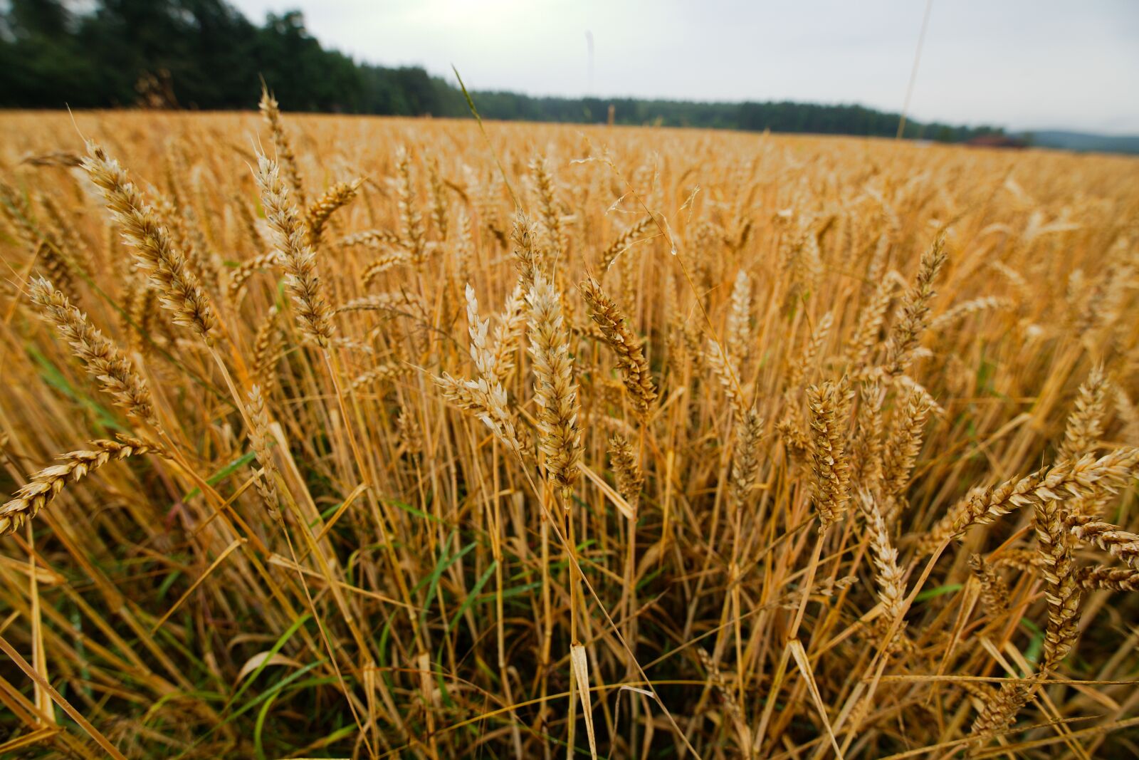 Canon EOS 6D sample photo. Cereals, wheat, harvest photography