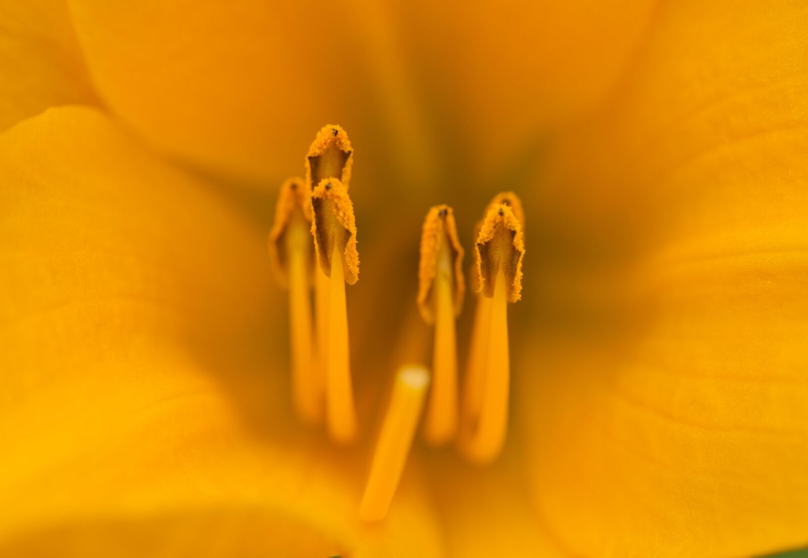 Nikon D3200 sample photo. Stigma, macro photography, nectar photography