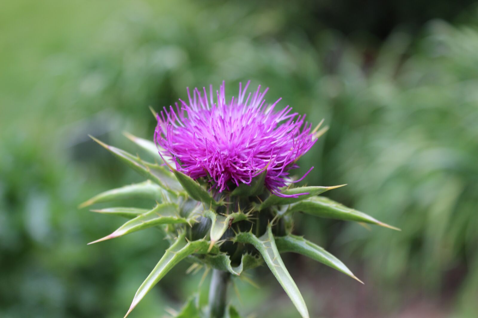 Canon EOS 600D (Rebel EOS T3i / EOS Kiss X5) sample photo. Thistle, meadow, purple photography