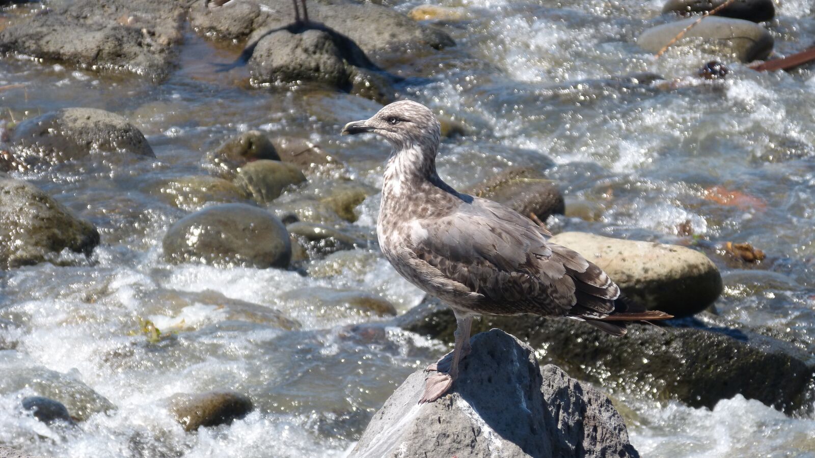 Panasonic DMC-FZ62 sample photo. Seagull, stones, water photography