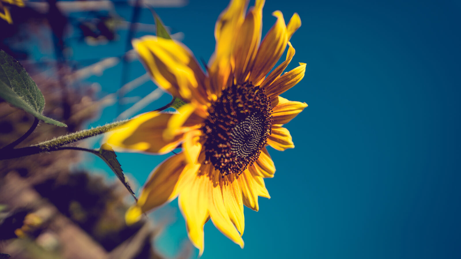 Sony a7 II sample photo. Bloom, blossom, close, up photography