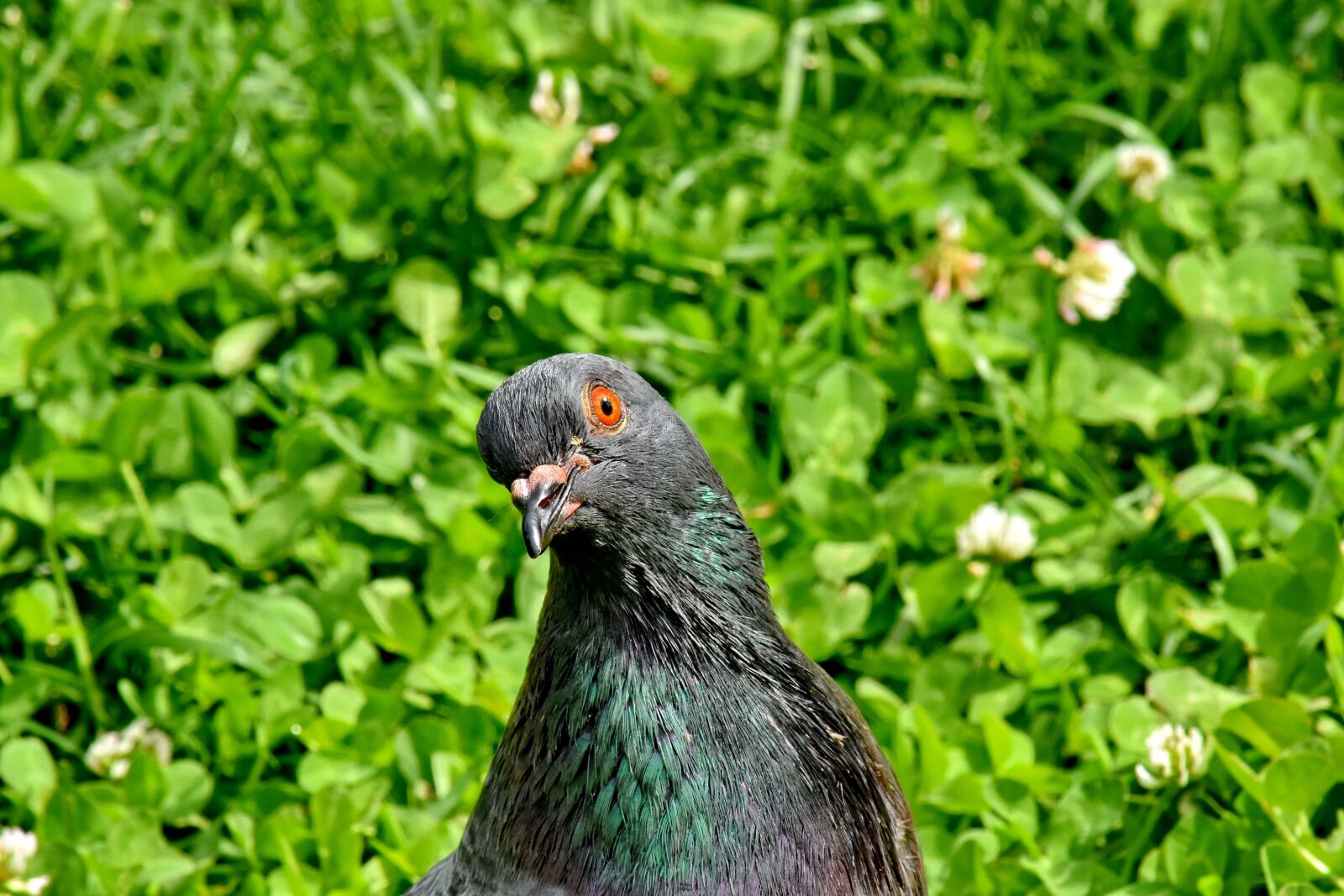 Nikon D5500 sample photo. Eye, feather, head, pigeon photography