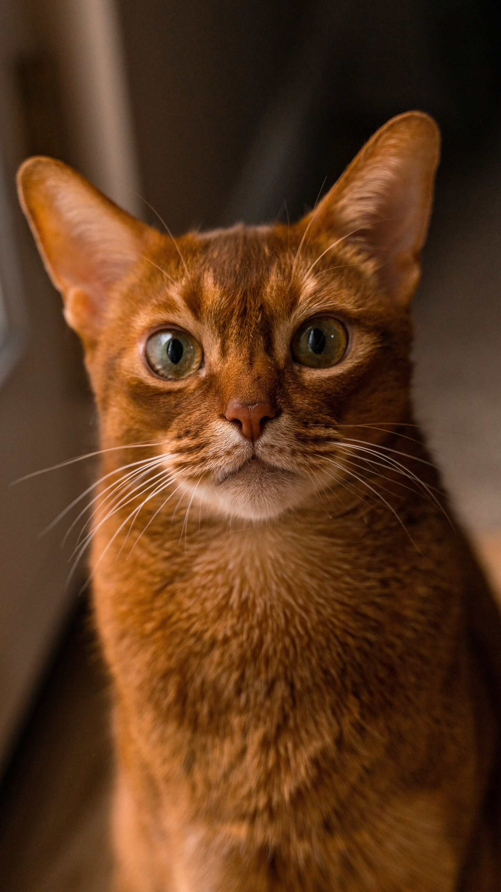 Sony a7R II sample photo. Cat, red cat, abyssinian photography