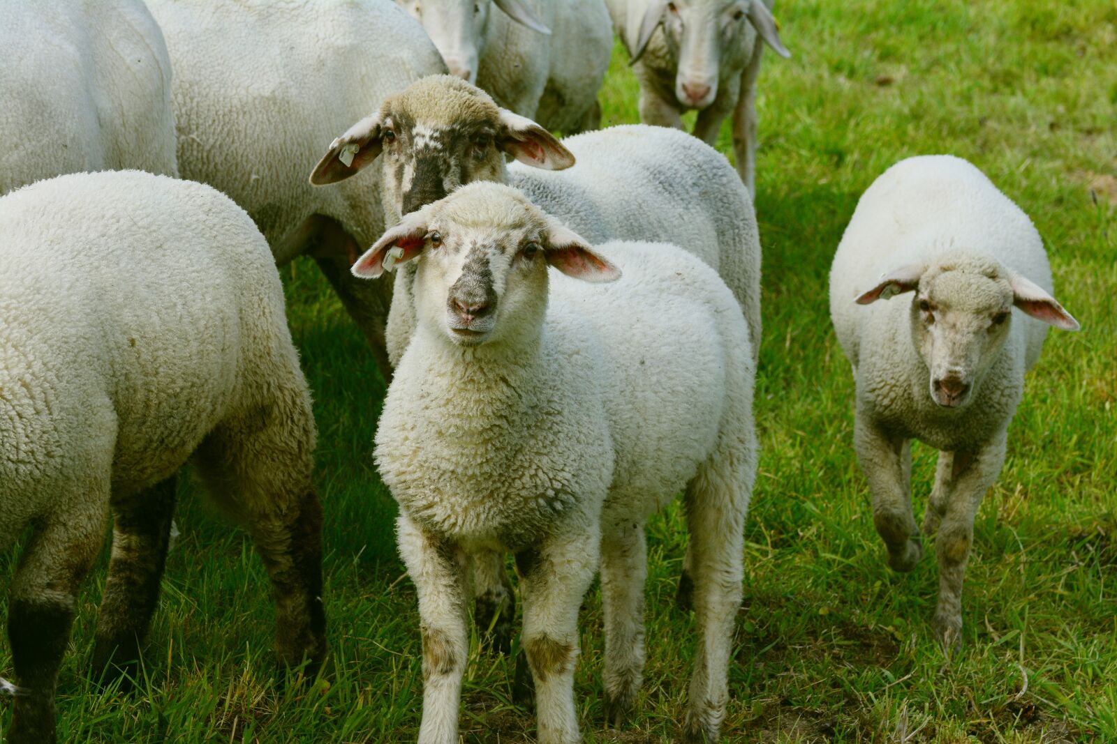 Nikon D5200 sample photo. Sheep, flock of sheep photography