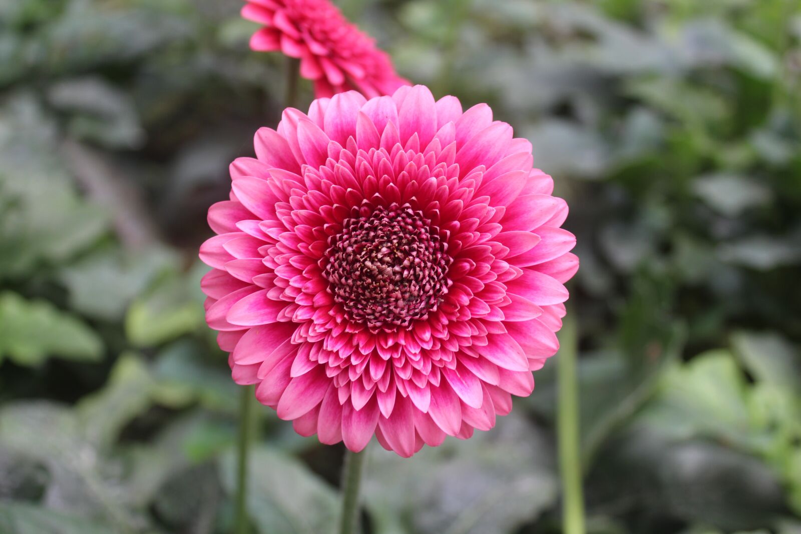 Canon EOS 1300D (EOS Rebel T6 / EOS Kiss X80) sample photo. Nature, flower, flora photography
