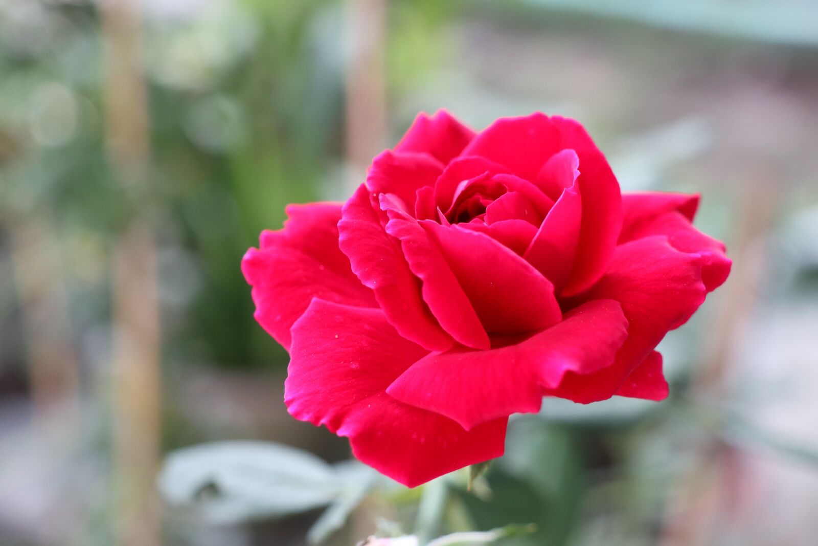 Canon EOS M6 sample photo. Red rose, tree, flower photography