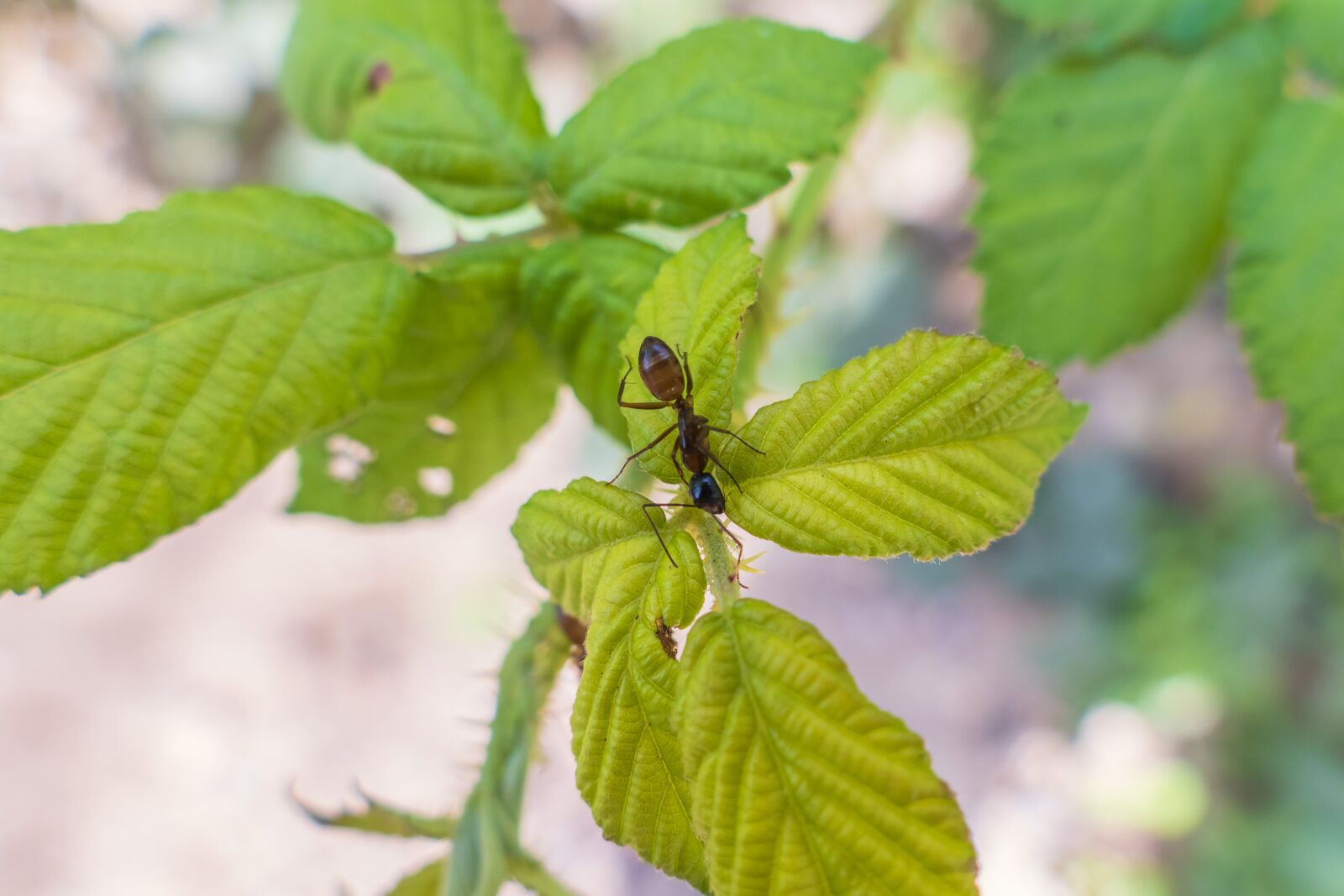 Panasonic Lumix DMC-FZ1000 sample photo. Insect, bug, ant photography