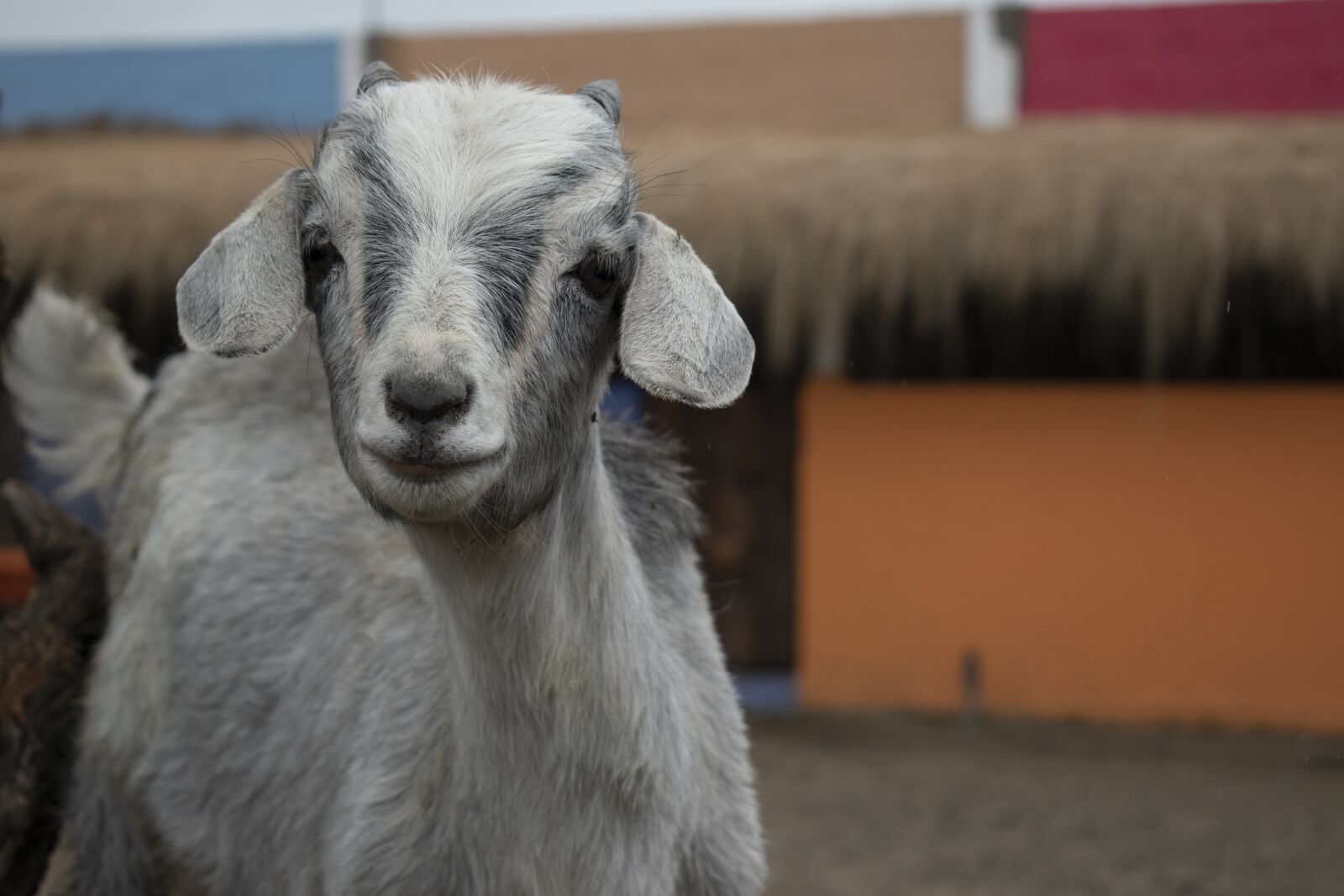 Nikon D3500 sample photo. Goat, farm, mammal photography