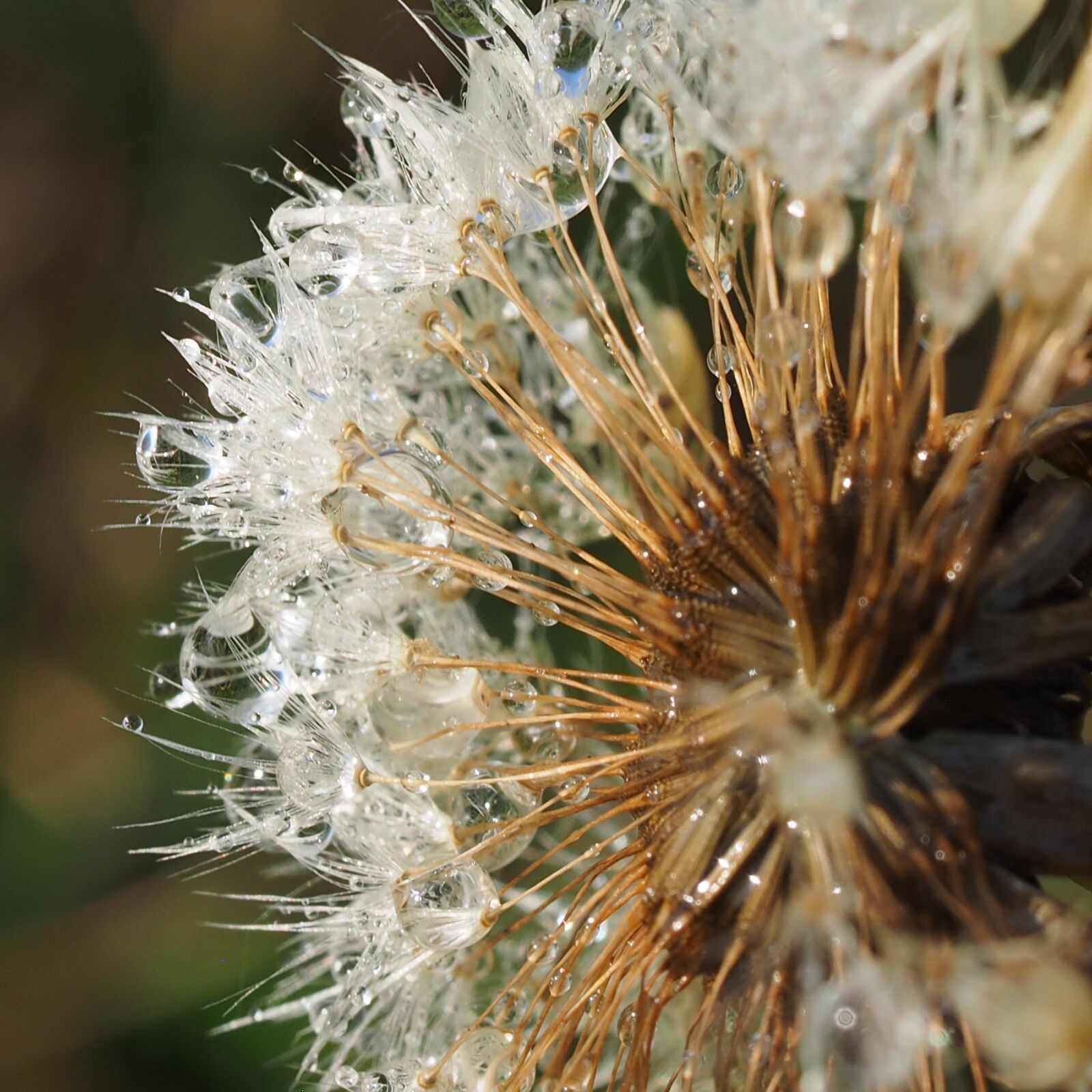 Olympus M.Zuiko Digital ED 60mm F2.8 Macro sample photo. Macro, dandelion, dandelions photography