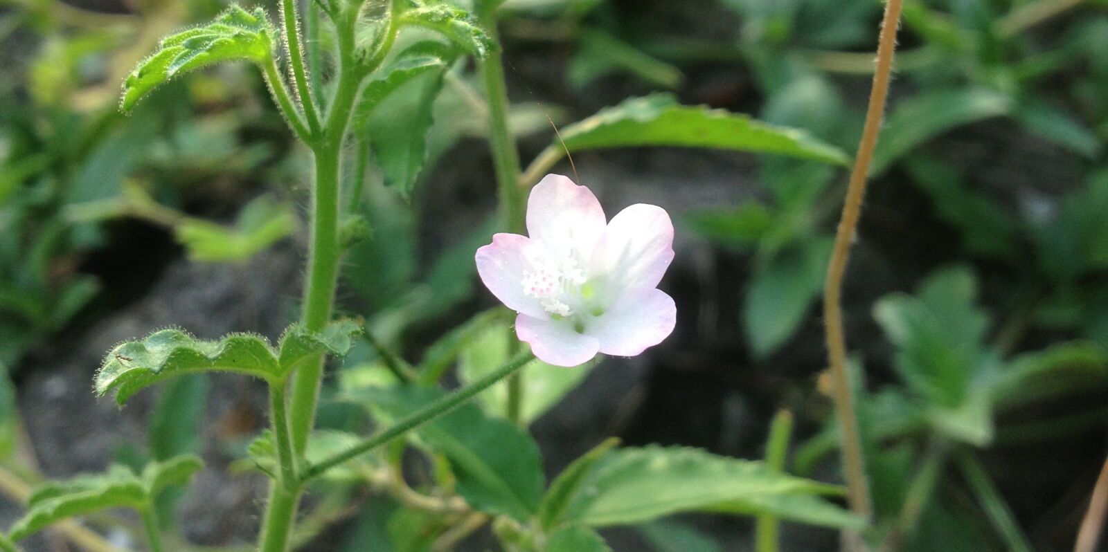 Apple iPhone 4S sample photo. Flowers photography