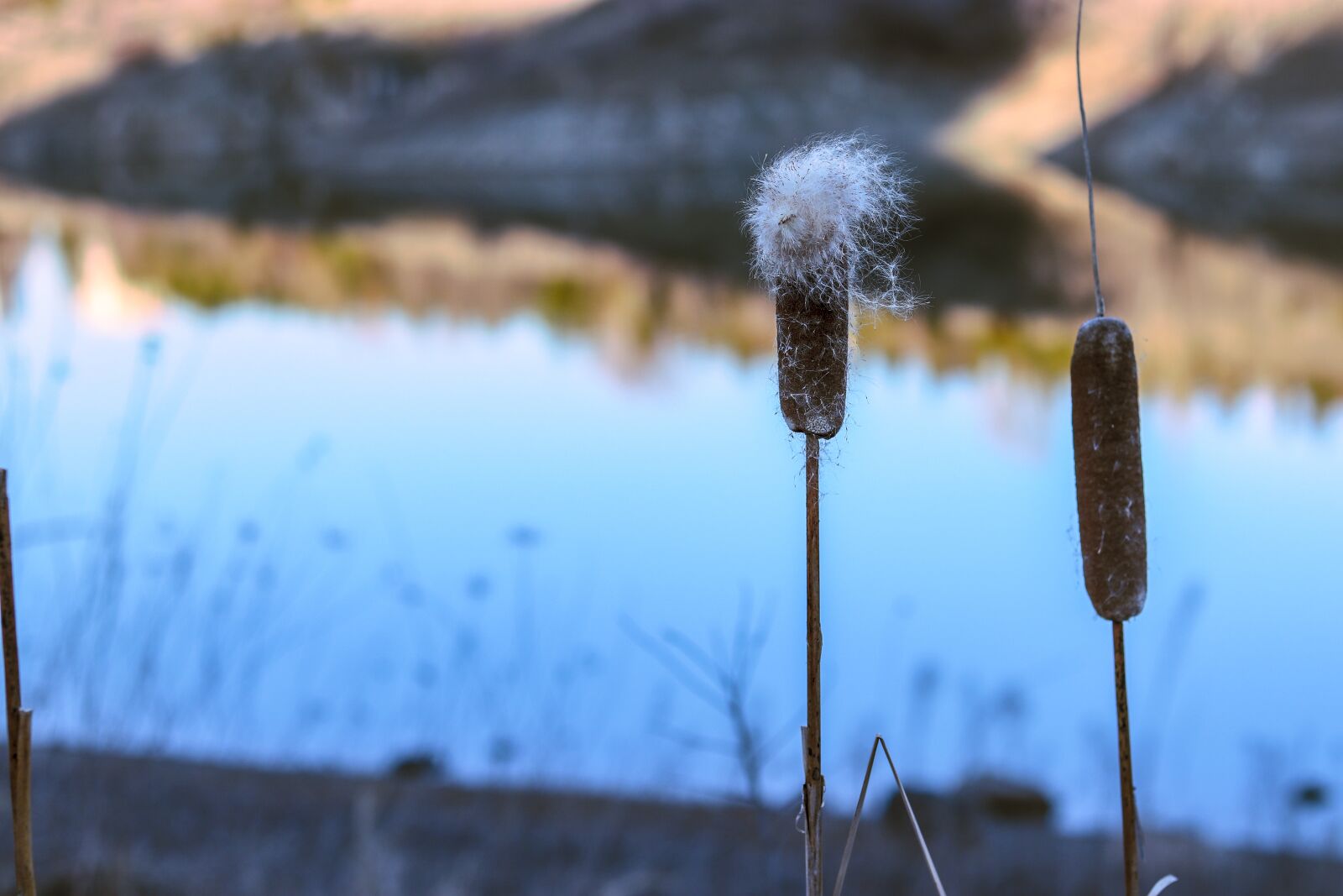 Canon EOS 77D (EOS 9000D / EOS 770D) + Canon EF 50mm F1.8 STM sample photo. Bilkent, lake, water photography